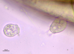 Sessilida
