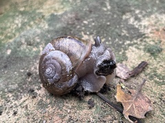 Helminthoglypta phlyctaena
