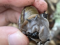 Helminthoglypta phlyctaena