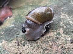 Helminthoglypta phlyctaena
