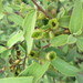 Acalypha radula - Photo (c) jrazanatsoa, alguns direitos reservados (CC BY-NC), uploaded by jrazanatsoa