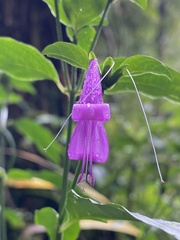 Justiciinae