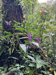 Justiciinae