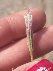 Palafoxia arida arida