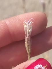 Palafoxia arida arida