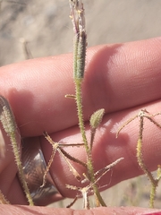 Palafoxia arida arida