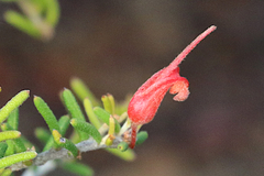 Grevillea muricata