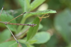 Pseudosermyle tridens