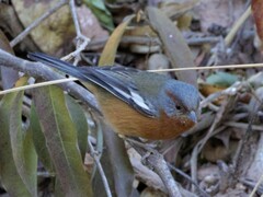 Microspingus erythrophrys