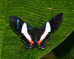 Ancyluris formosissima
