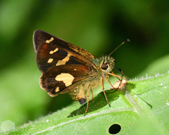 Dalla mesoxantha