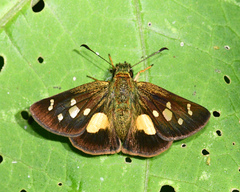 Dalla mesoxantha
