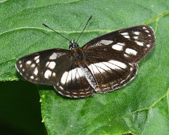 Eresia letitia