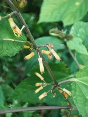 Triumfetta semitriloba