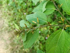 Triumfetta semitriloba