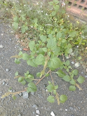 Amaranthus deflexus
