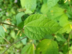 Triumfetta semitriloba