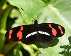Heliconius telesiphe