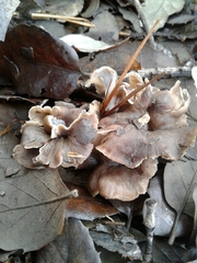 Craterellus undulatus