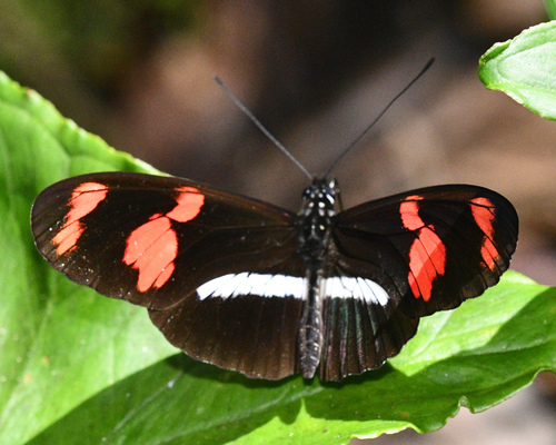 Photo of telesiphe longwing (Heliconius telesiphe)