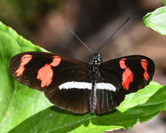 Heliconius telesiphe
