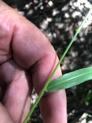 Urochloa foliosa