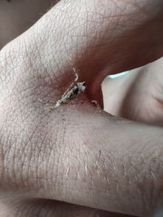 Stenolemus fraterculus