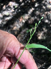 Urochloa foliosa