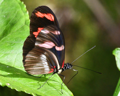 Heliconius telesiphe
