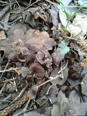 Craterellus undulatus