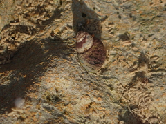 Littorinoidea
