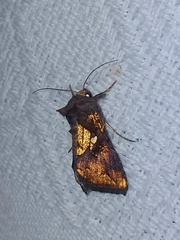 Argyrogramma verruca