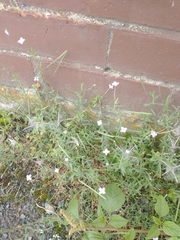 Epilobium billardiereanum cinereum