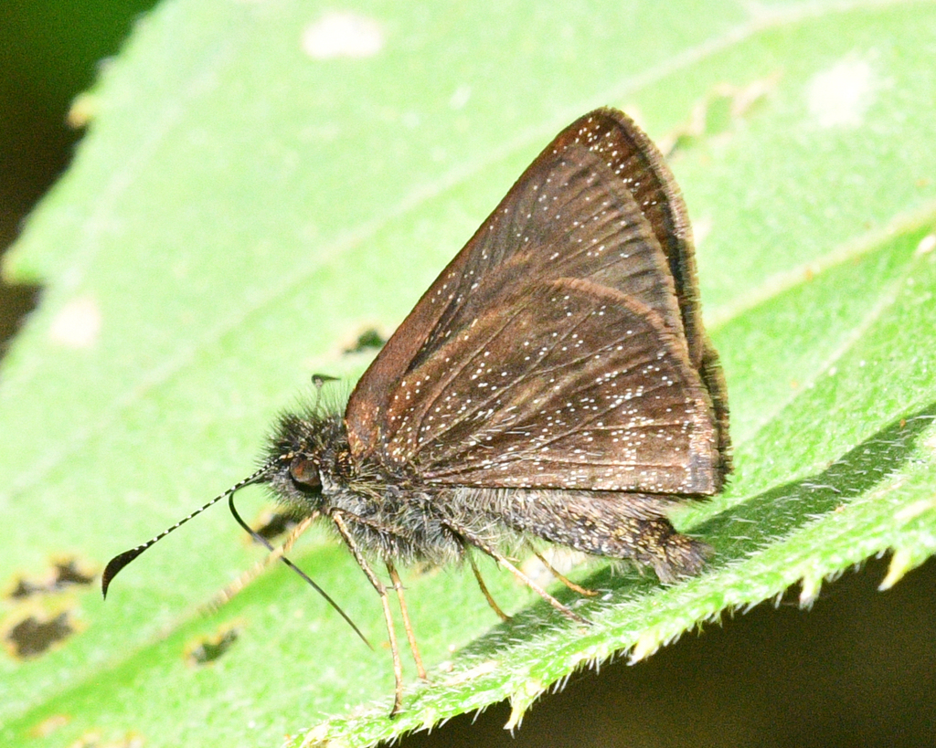 Decca Skipperling