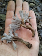 Craterellus undulatus