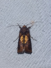 Argyrogramma verruca