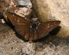 Dalla ibhara