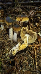 Cortinarius seidliae