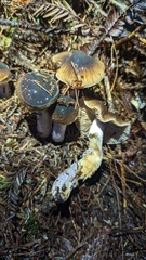Cortinarius seidliae