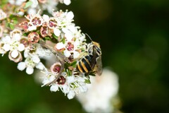 Lipotriches australica