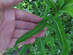 Lactuca canadensis