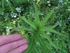 Lactuca canadensis