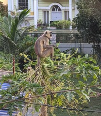 Semnopithecus entellus