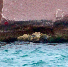 Calidris maritima