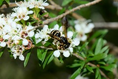 Lasioglossum peraustrale