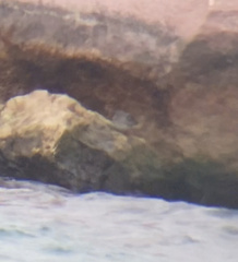 Calidris maritima