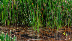 Eleocharis interstincta