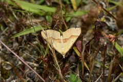Anachloris subochraria