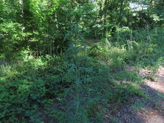 Lactuca canadensis