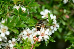 Lasioglossum peraustrale